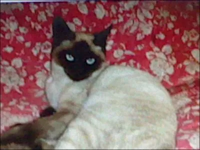 Quels pelage porte le burmese ?