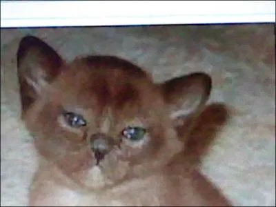 D'o vient le Burmese et o a-t-il t envoy ?