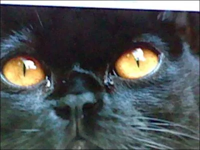 Les Bombay sont ils angoras ?