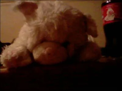 Quel problme dveloppe le chat blanc ?