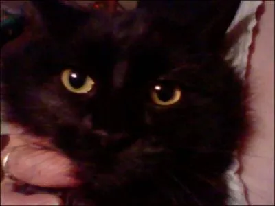 Quel est cette race de chat ?