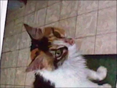 Quels sont les dfauts du siamois ?