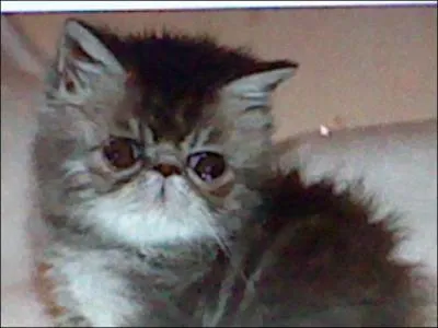 Quels capacits ont les balinais ?