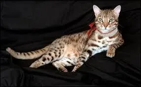 C'est le chat le plus cher du monde, il s'appelle Cato et il a t vendu...