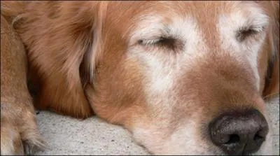 Quel ge avait le plus vieux chien ?