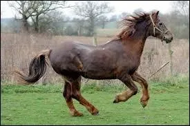 Le cheval le plus vieux du monde est mort en 1822, il s'appelait Old Billy et avait...