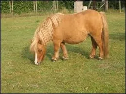 Le cheval rumine-t-il ou vomit-il ?