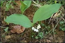 Petite plante printanire des sous-bois, grappe courte de fleurs blanches en forme de grelots.