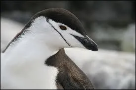 Lui, il vole pas, c'est le...