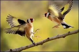 Qui sont ces oiseaux de nos jardins ?
