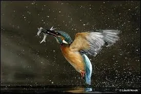 Qui est cet oiseau ?