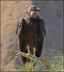 Quel est cet oiseau ?