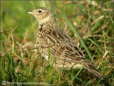 Quel est cet oiseau des champs ?