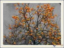 Quel arbre produit des kakis ?