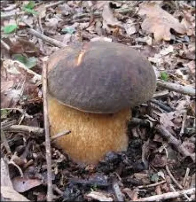 Reconnaissez-vous ce champignon ?