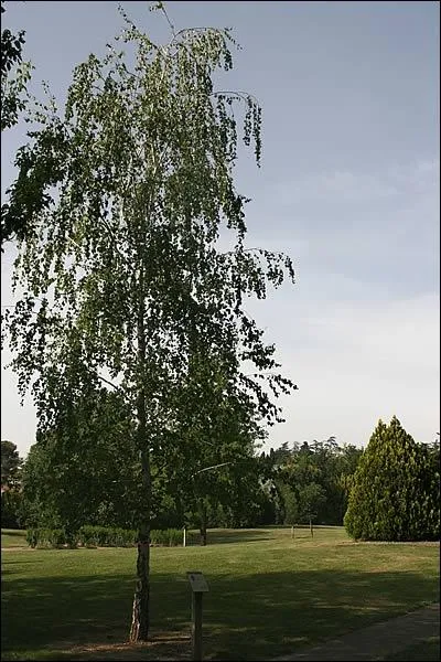 Quel est cet arbre ?