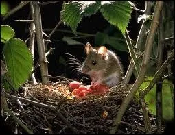Connaissez-vous ce rat des champs très opportuniste qui ne se laisse pas mourir de faim ?