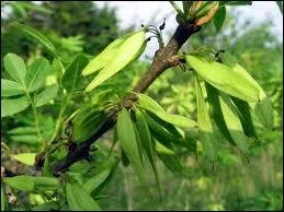 Quel est le fruit du frêne ?