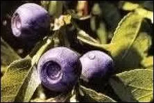 Reconnaissez-vous cette baie ?