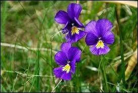 Savez-vous à quoi on reconnaît une violette d'une pensée sauvage ?