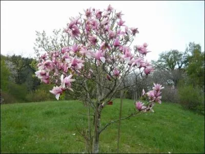 Quel est cet arbre magnifique avec ses fleurs de printemps ?