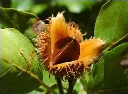 Comment s'appellent les fruits du hêtre ?