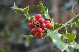 Quelle plante voyez-vous sur cette photo ?