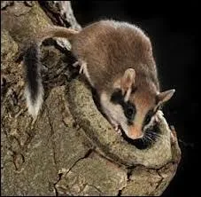 Quel est cet adorable rongeur à queue touffue qui vit dans les champs mais adore squater les maisons en hiver ?
