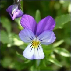 Quelle est cette fleur ?