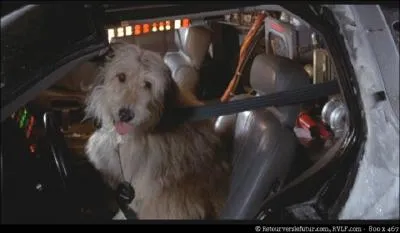 Le chien d'Emmett Brown a fait un bond dans le temps de :