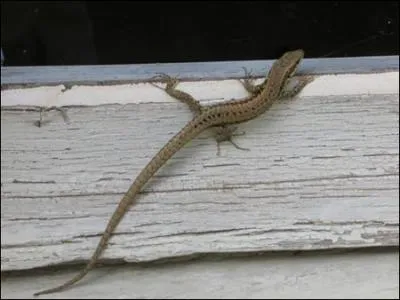 Comment dit-on  lzard  en anglais ?