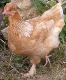 Comment dit-on  poule  en anglais ?