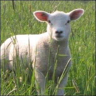 Comment dit-on  agneau  en anglais ?