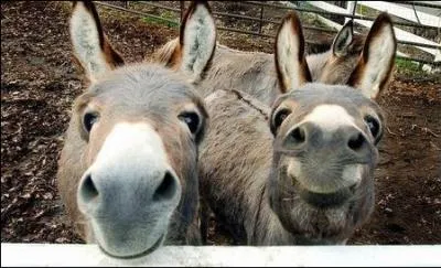 Comment dit-on  ne  en anglais ?