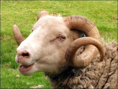 Comment dit-on  blier  en anglais ?