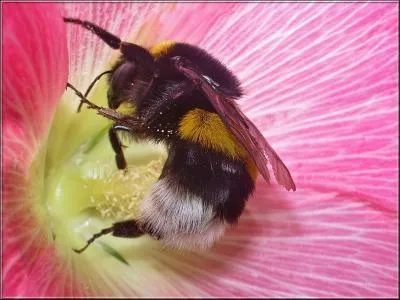 Comment dit-on  bourdon  en anglais ?