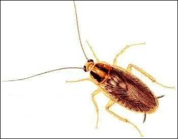 Comment dit-on  cafard  en anglais ?