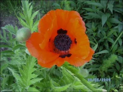 Que veut dire le mot anglais daisy en franais ?