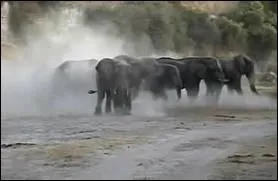 Qui a interprt  Le cimetire des lphants  ?