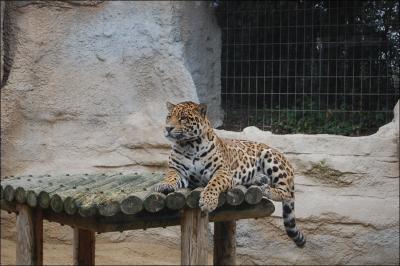 Que mange un jaguar ?