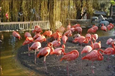Les flamants roses volent-ils ?