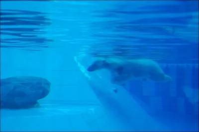 Qu'est-ce que c'est ?