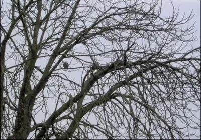 Impuissante (... ) (... ) un reste de verdure,