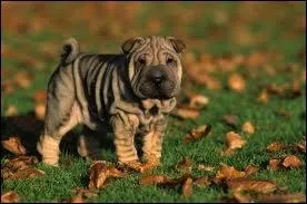 Quelle est cette race ?