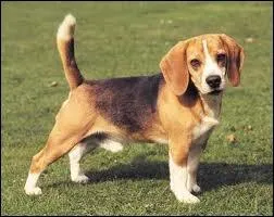 Quelle est cette race ?