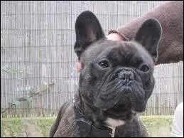 Quelle est cette race ?