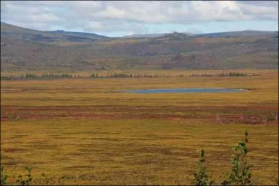 Une lande composée d'arbres nains, de lichens et de mousses s'appelle :