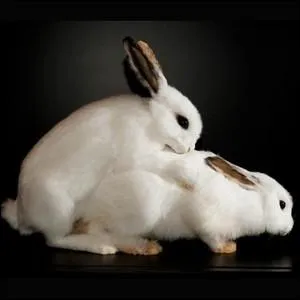 O peut-on voir cette photo ?