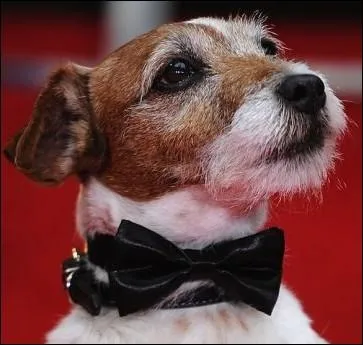 Le jack russel terrier, le chien vedette du film   The artist   vient de publier ses mmoires. Quel nom porte ce chien-star du cinma ?