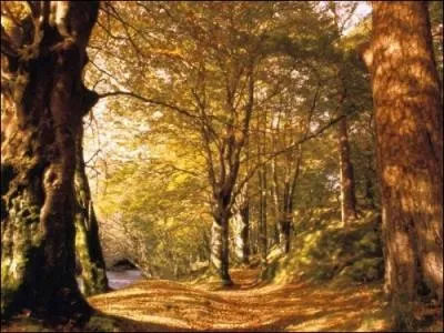 Continuez les paroles de la chanson  Octobre de Francis Cabrel...  Le vent fera craquer les branches, la brume viendra dans sa robe...  
